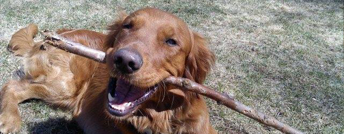 I love this place! The best sticks! See our rates